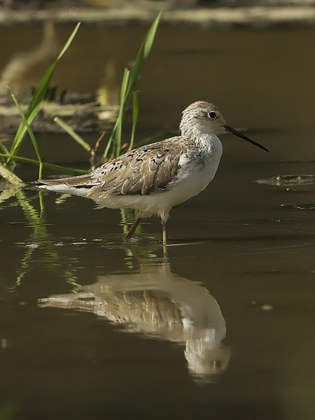Lampiviklo, Marsh Sandpiper, Tringa stagnatilis